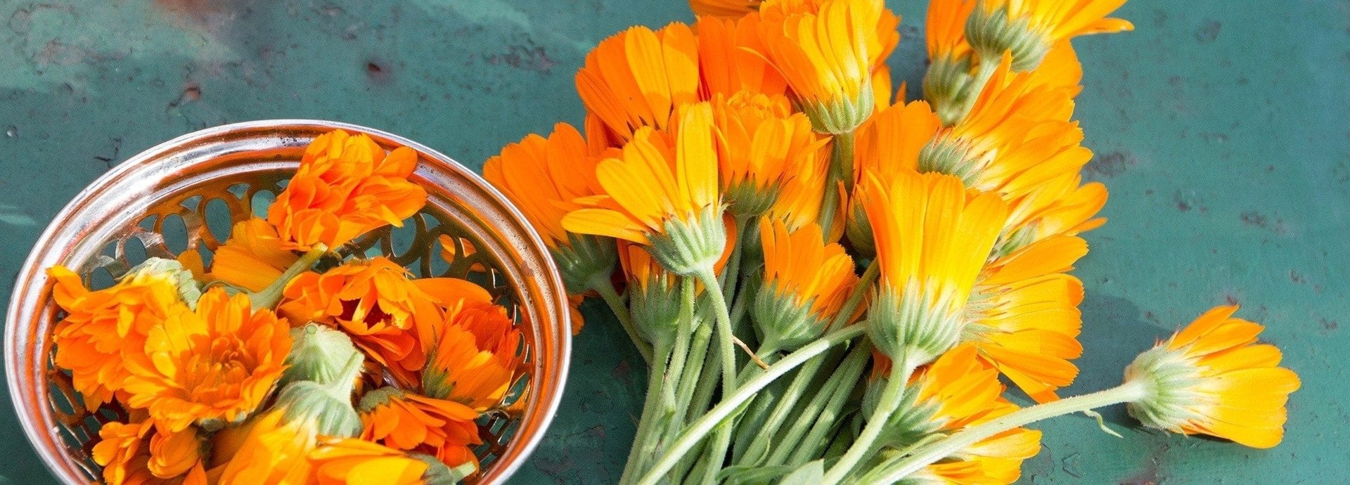 Calendula-Blumen auf grüner Fläche neben Sieb mit abgeschnittenen Calendula-Blüten