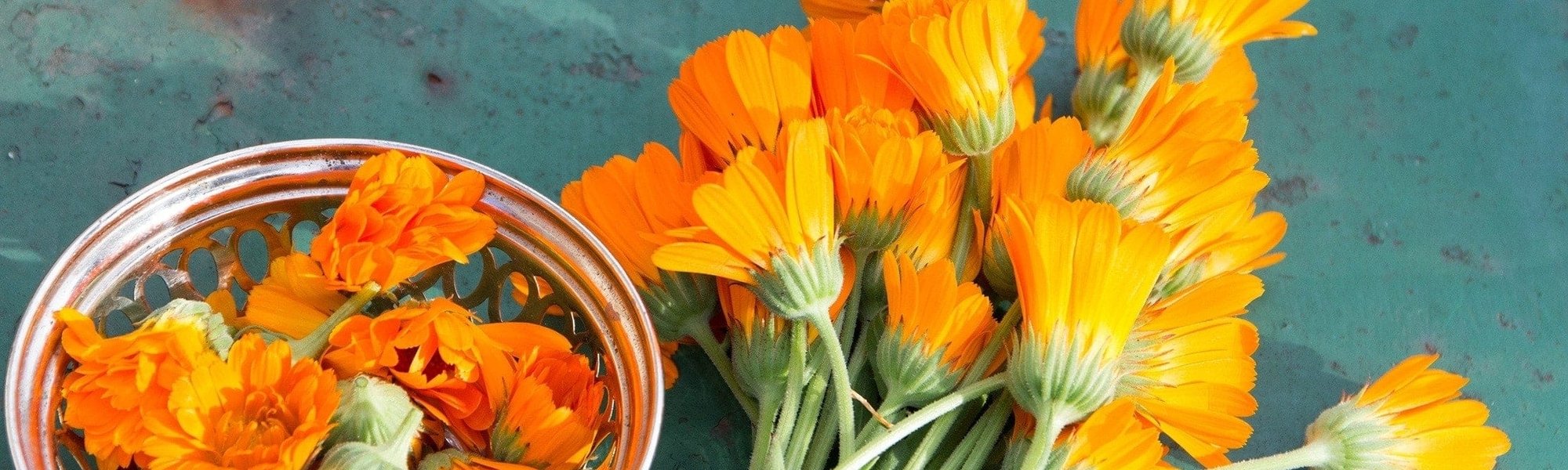 Calendula-Blumen auf grüner Fläche neben Sieb mit abgeschnittenen Calendula-Blüten