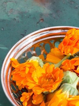 Calendula-Blumen auf grüner Fläche neben Sieb mit abgeschnittenen Calendula-Blüten