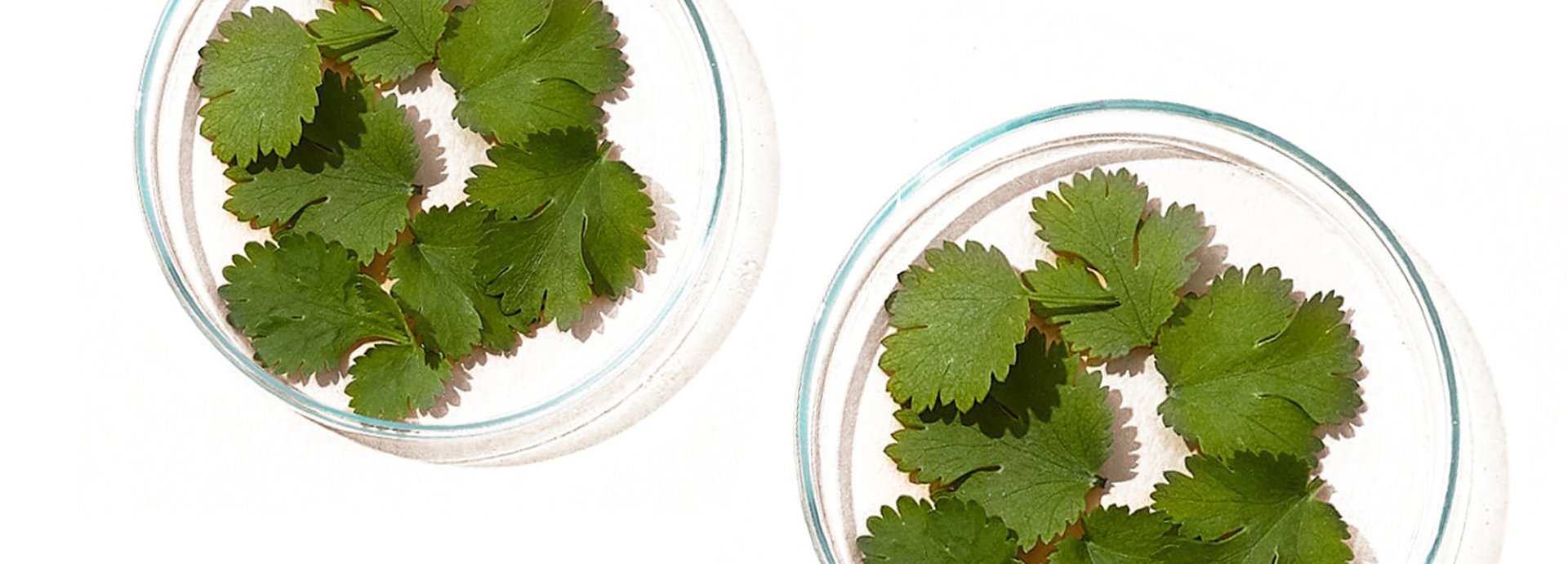 Zwei Petrischalen mit Koriander