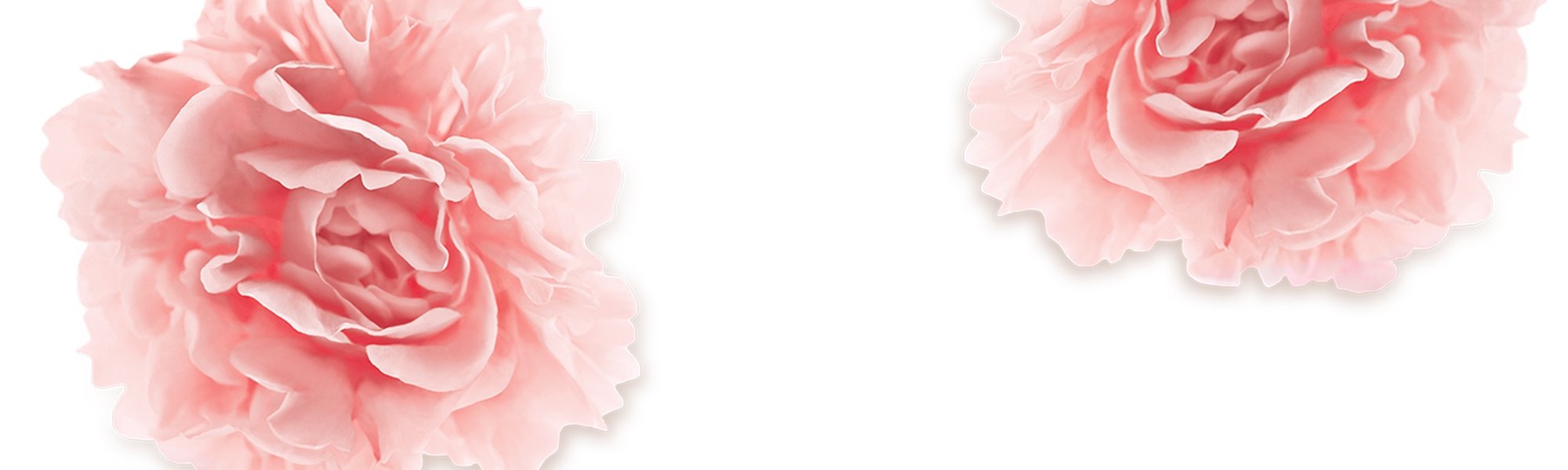 Zwei Pfingstrosen-Blüten