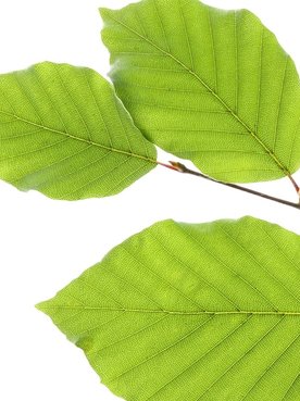 Dünner Ast mit Buchen-Blättern