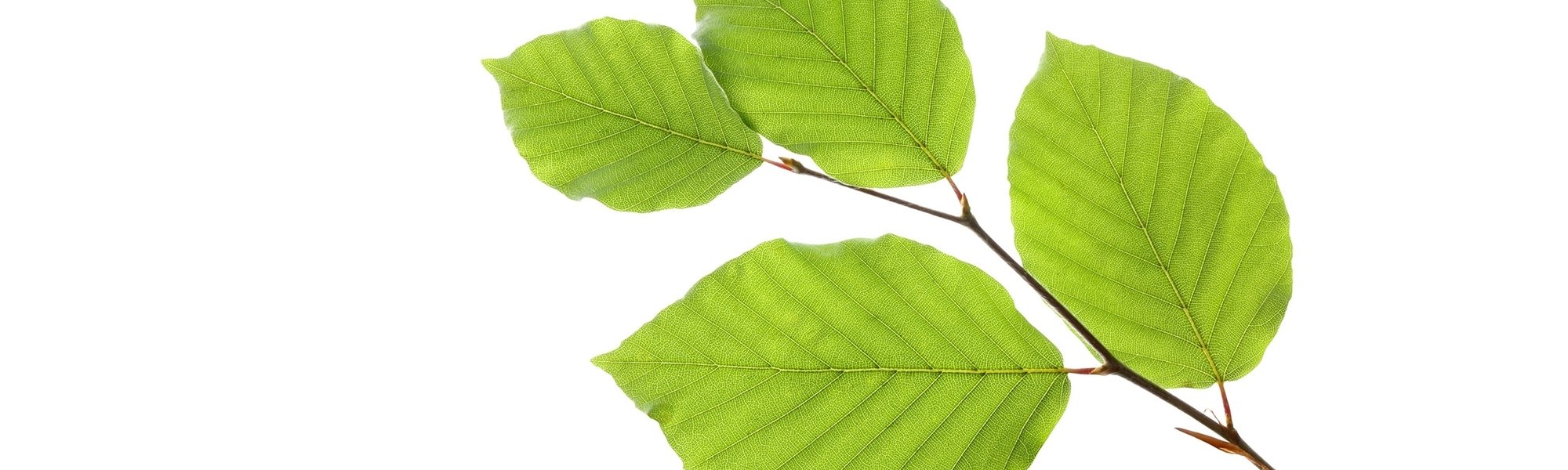 Dünner Ast mit Buchen-Blättern