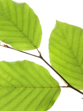 Dünner Ast mit Buchen-Blättern