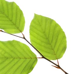 Dünner Ast mit Buchen-Blättern