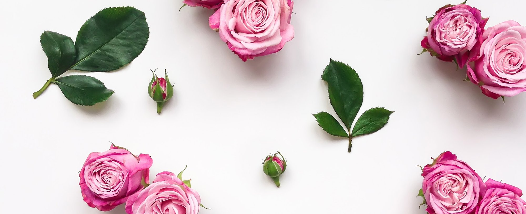 Rosen-Blätter und Rosen-Blüten auf weißem Grund