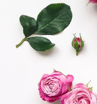 Rosen-Blätter und Rosen-Blüten auf weißem Grund