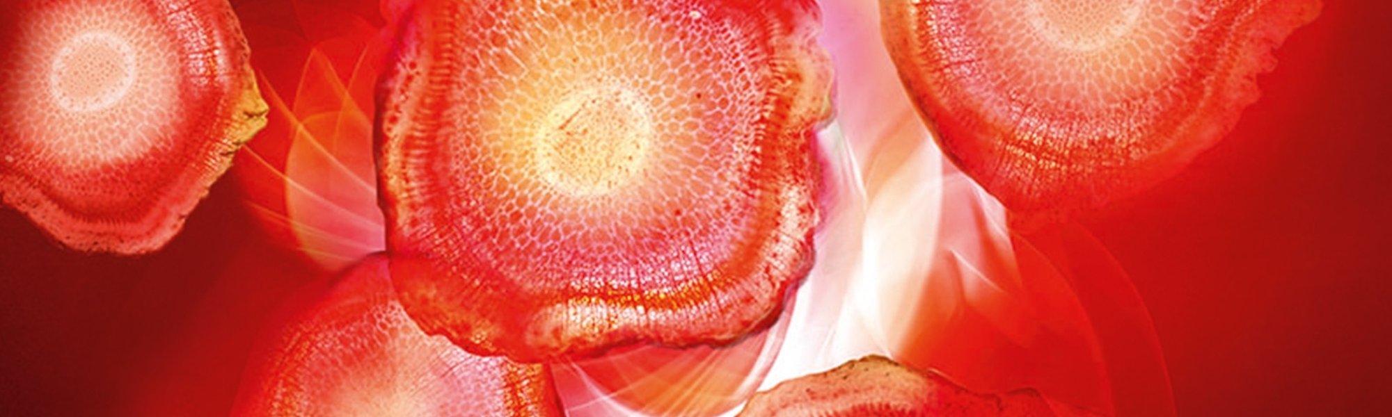 Roter Ginseng mikroskopisch vergrößert