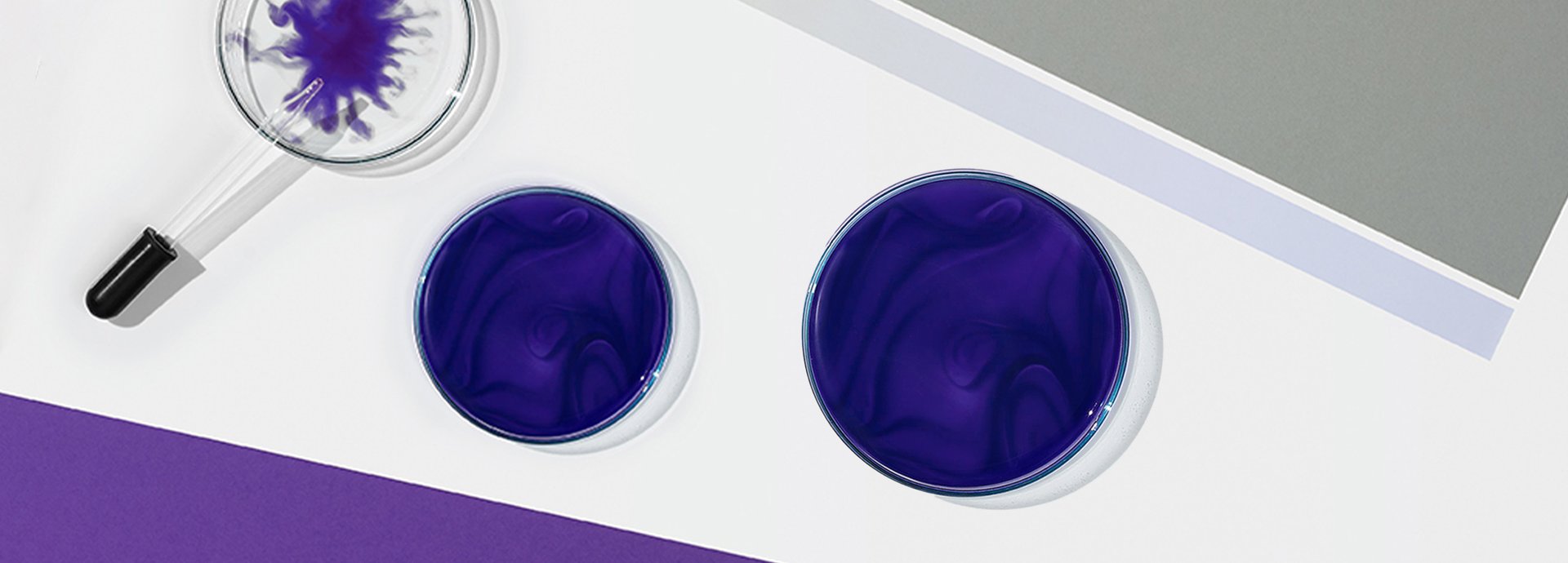 Petrischalen mit violetten Farbpigmenten sowie eine Pipette