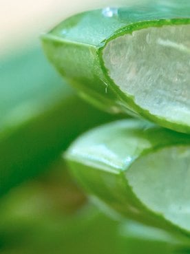 Three Aloe Vera Face Mask Recipes To Whip Up At Home Hero