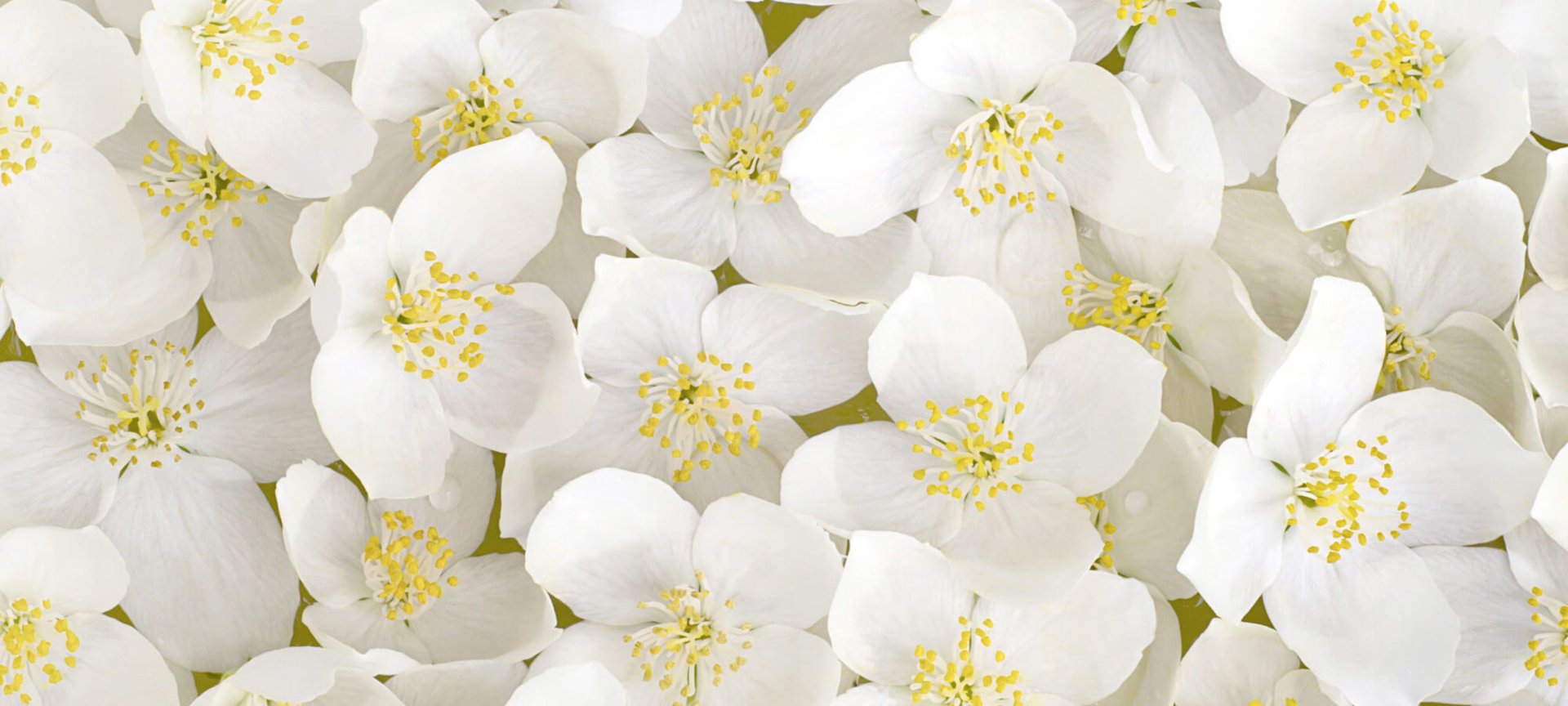 The Amazing Benefits Of Orange Blossom For Skin Article