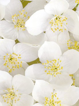 The Amazing Benefits Of Orange Blossom For Skin Article